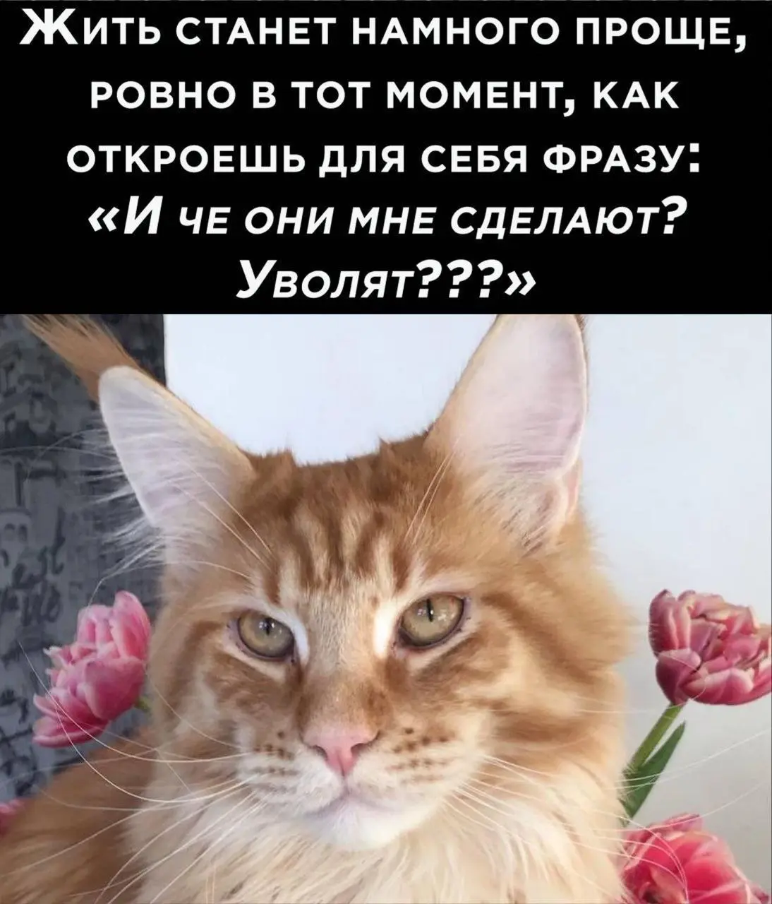 Вот она, сильная аура 😂
#Юмор@poldner #Коты@poldner | Сетка — социальная сеть от hh.ru