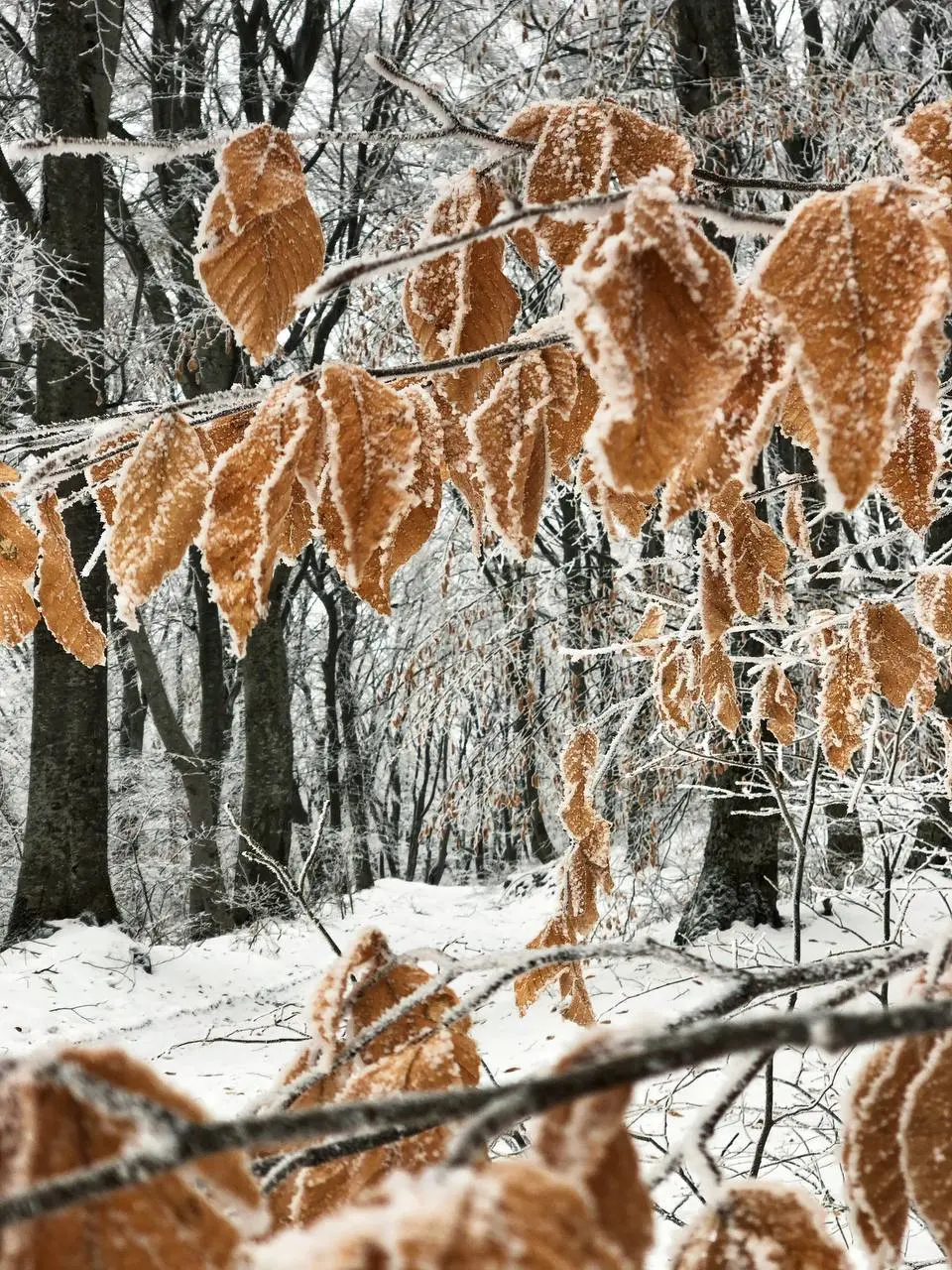 Зимняя сказка на Бештау
📸 Артем Мелетов
📲 Что-то на Ставропольском в MAX | Сетка — социальная сеть от hh.ru