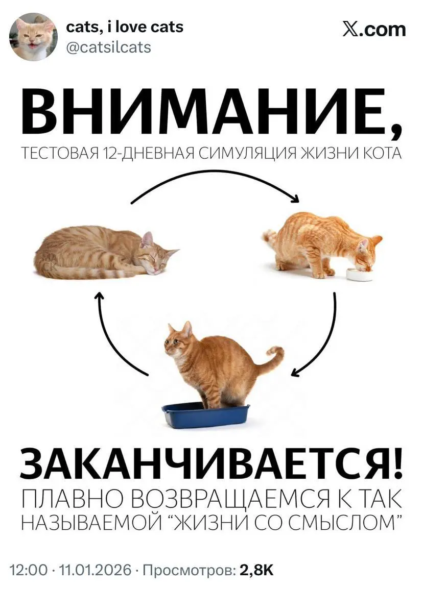 #cats #life #work | Сетка — социальная сеть от hh.ru