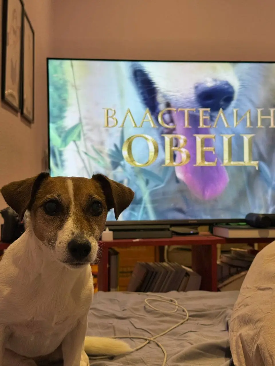 🐶 посмотрели сейчас с Чарли сезон «Догументалок» и это настоящий мем
«Догументалки» — это короткометражки, сделанные с учётом особенностей собачьего зрения (дихроматического, в основном жёлто‑синий сп... | Сетка — социальная сеть от hh.ru