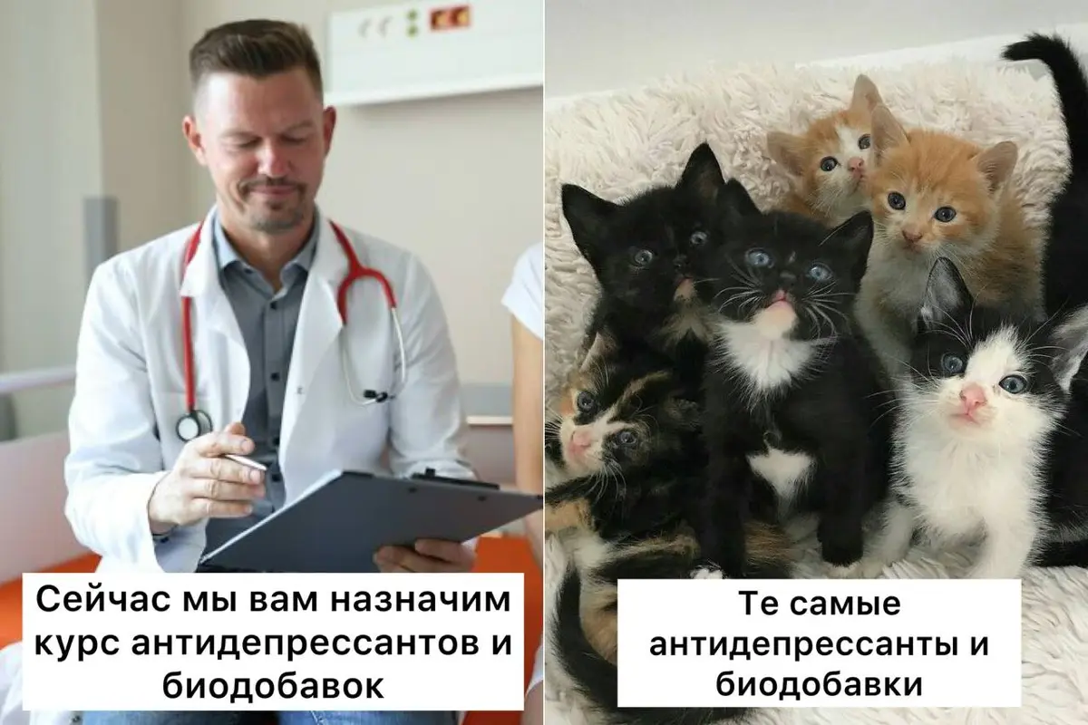Коты спасают здоровье человека, — врачи | Сетка — социальная сеть от hh.ru