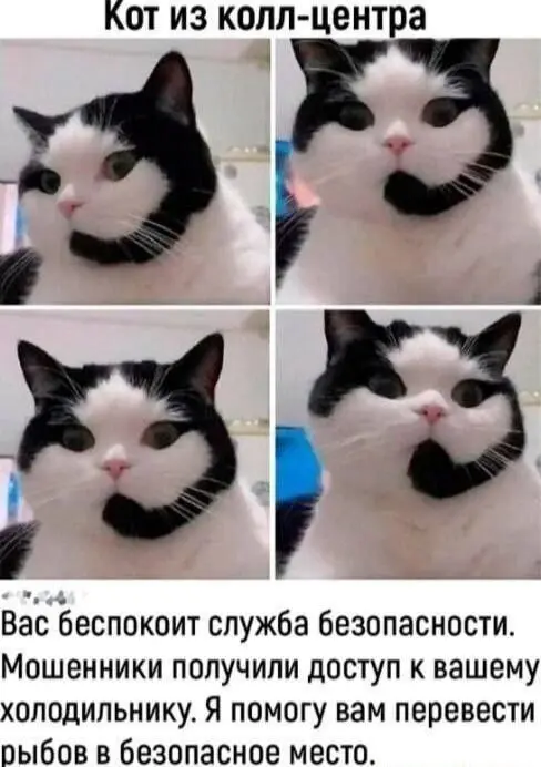 Сотрудник года 😂
#Юмор@poldner #Коты@poldner | Сетка — социальная сеть от hh.ru