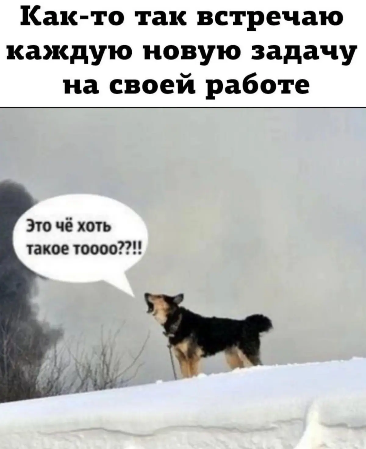 Всегда готова учиться новому, впитывать, перенимать опыт, если чего-то не знаю, изучаю вопрос самостоятельно, погружаюсь в детали, разбираюсь | Сетка — социальная сеть от hh.ru