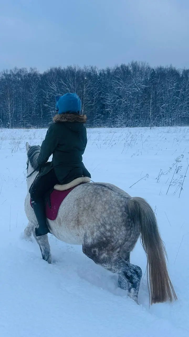 Воробушка, Дарчик и Чара ❄️🐴❄️💙❄️ | Сетка — социальная сеть от hh.ru