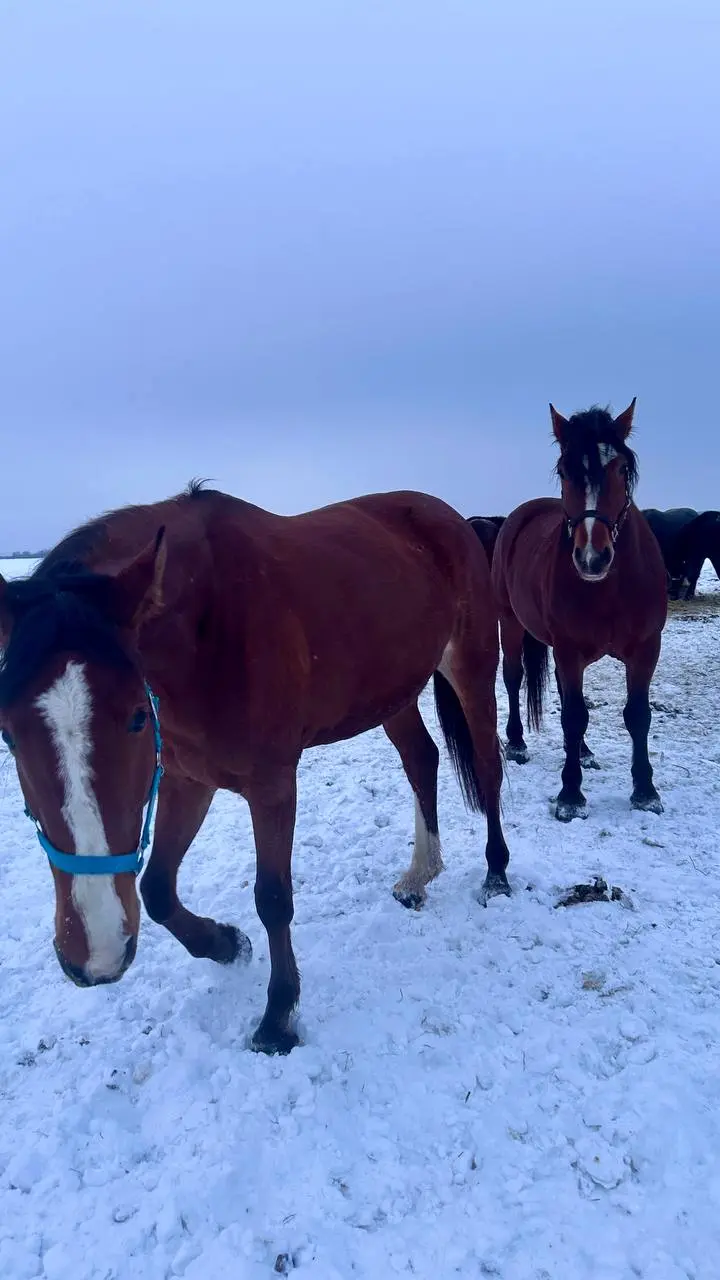 Воробушка, Дарчик и Чара ❄️🐴❄️💙❄️ | Сетка — социальная сеть от hh.ru