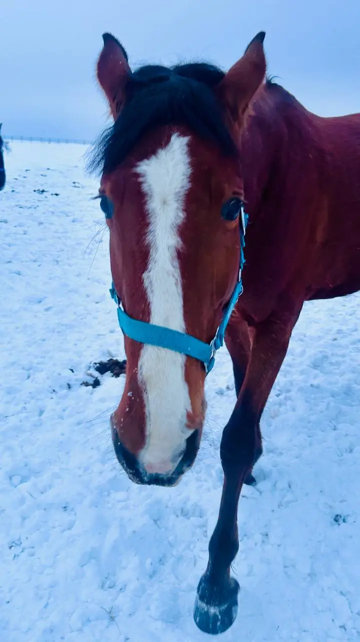Воробушка, Дарчик и Чара ❄️🐴❄️💙❄️ | Сетка — социальная сеть от hh.ru