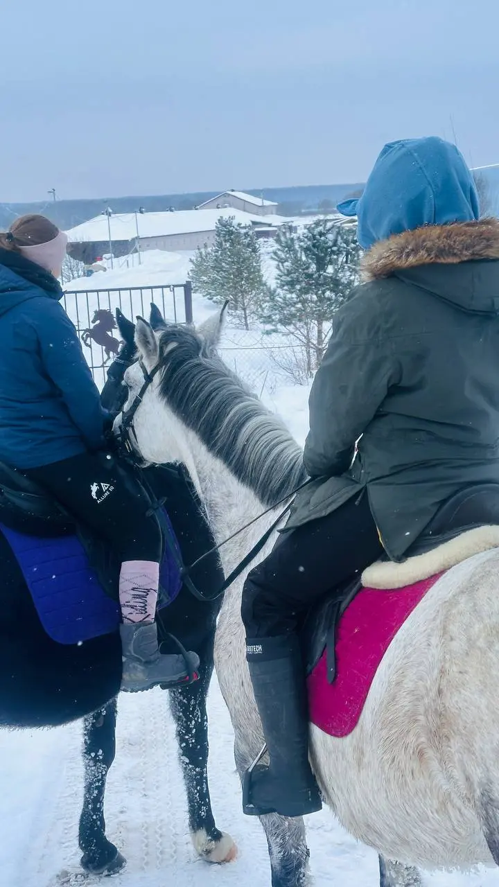 Воробушка, Дарчик и Чара ❄️🐴❄️💙❄️ | Сетка — социальная сеть от hh.ru