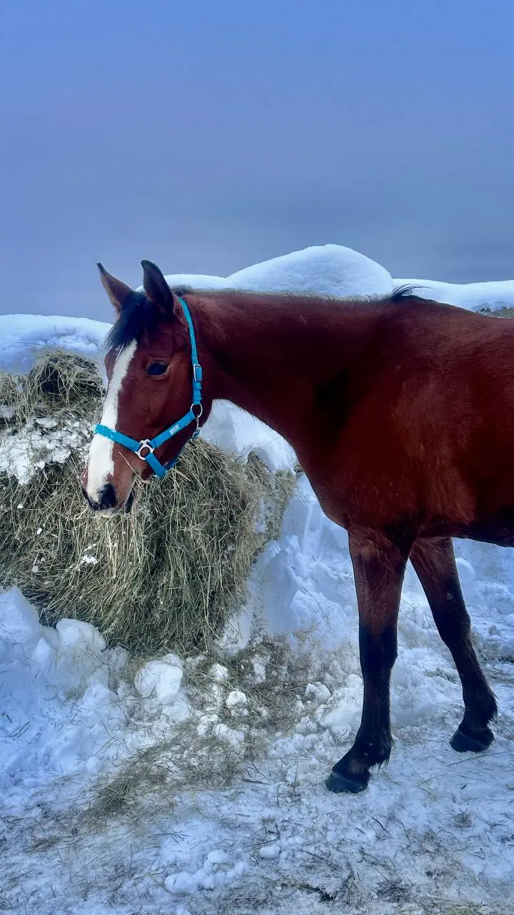 Воробушка, Дарчик и Чара ❄️🐴❄️💙❄️ | Сетка — социальная сеть от hh.ru