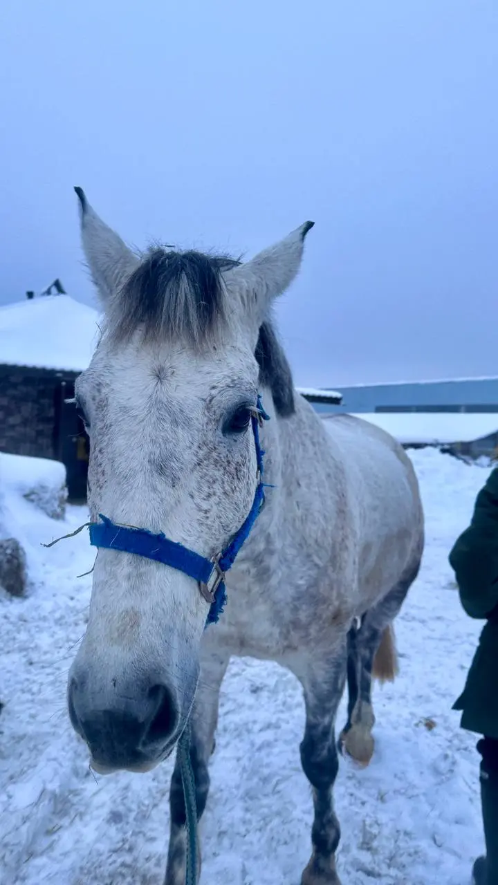 Воробушка, Дарчик и Чара ❄️🐴❄️💙❄️ | Сетка — социальная сеть от hh.ru