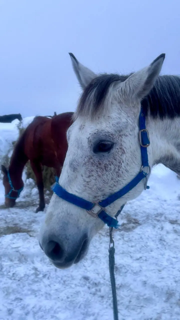 Воробушка, Дарчик и Чара ❄️🐴❄️💙❄️ | Сетка — социальная сеть от hh.ru
