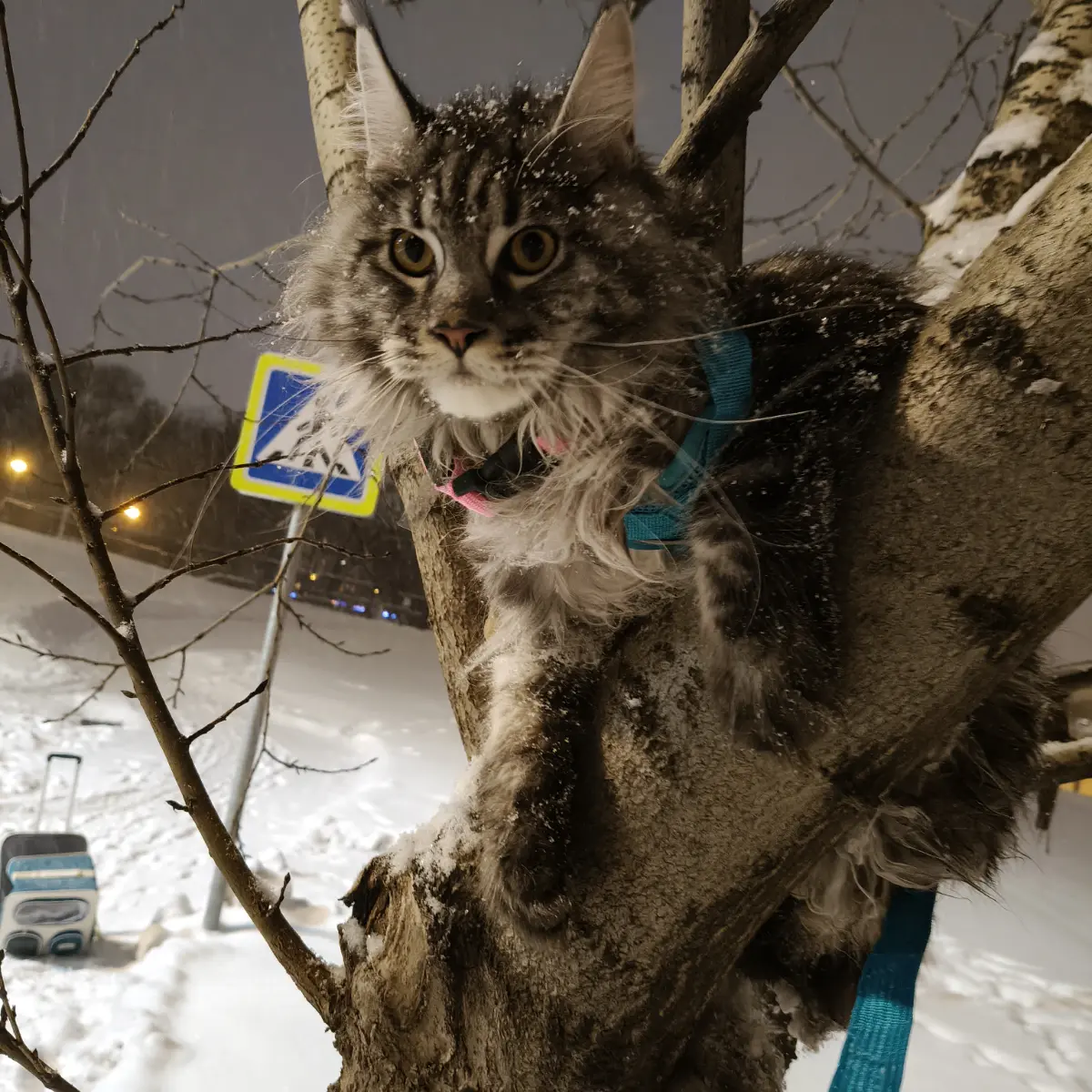 Выгул кота: инструкция по применению. | Сетка — социальная сеть от hh.ru