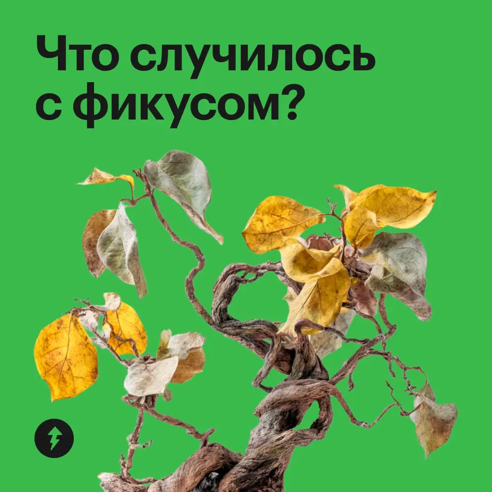 🪴: «Я страда-а-аю!»
🤦: «Да я же просто тебя подвинул, чтобы пыль протереть».
🪴: 🍂🍂🍂
Самый привередливый питомец в доме, пожалуй, фикус | Сетка — социальная сеть от hh.ru