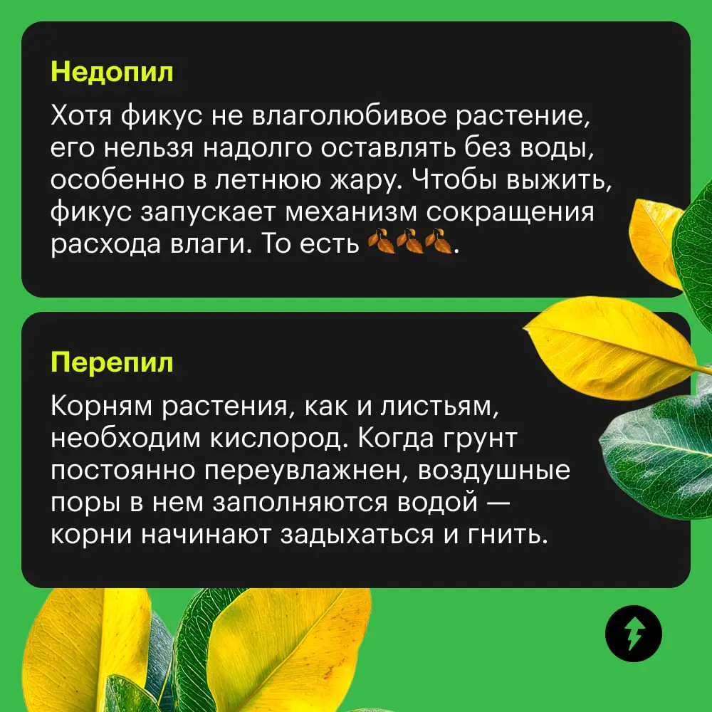 🪴: «Я страда-а-аю!»
🤦: «Да я же просто тебя подвинул, чтобы пыль протереть».
🪴: 🍂🍂🍂
Самый привередливый питомец в доме, пожалуй, фикус | Сетка — социальная сеть от hh.ru