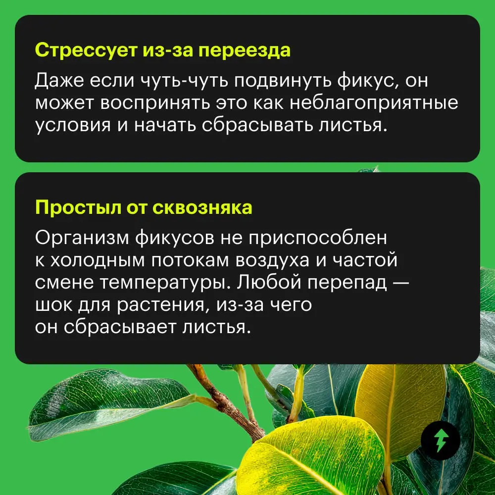 🪴: «Я страда-а-аю!»
🤦: «Да я же просто тебя подвинул, чтобы пыль протереть».
🪴: 🍂🍂🍂
Самый привередливый питомец в доме, пожалуй, фикус | Сетка — социальная сеть от hh.ru