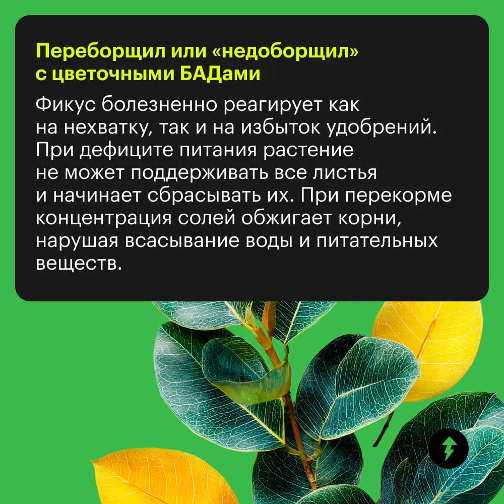 🪴: «Я страда-а-аю!»
🤦: «Да я же просто тебя подвинул, чтобы пыль протереть».
🪴: 🍂🍂🍂
Самый привередливый питомец в доме, пожалуй, фикус | Сетка — социальная сеть от hh.ru