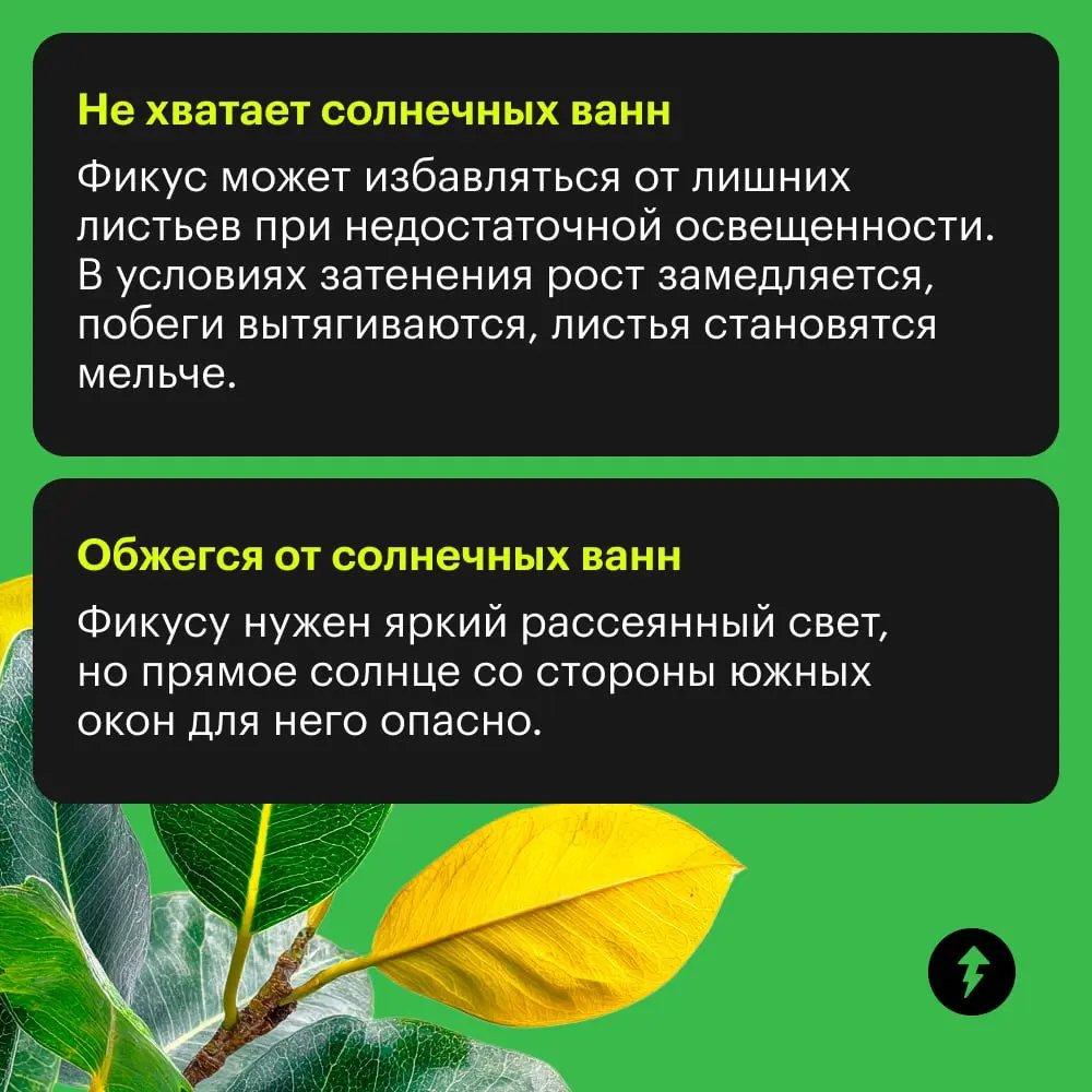 🪴: «Я страда-а-аю!»
🤦: «Да я же просто тебя подвинул, чтобы пыль протереть».
🪴: 🍂🍂🍂
Самый привередливый питомец в доме, пожалуй, фикус | Сетка — социальная сеть от hh.ru