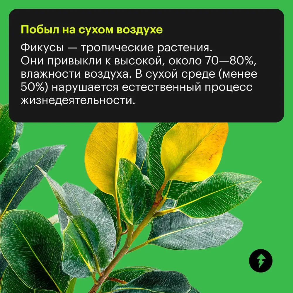 🪴: «Я страда-а-аю!»
🤦: «Да я же просто тебя подвинул, чтобы пыль протереть».
🪴: 🍂🍂🍂
Самый привередливый питомец в доме, пожалуй, фикус | Сетка — социальная сеть от hh.ru