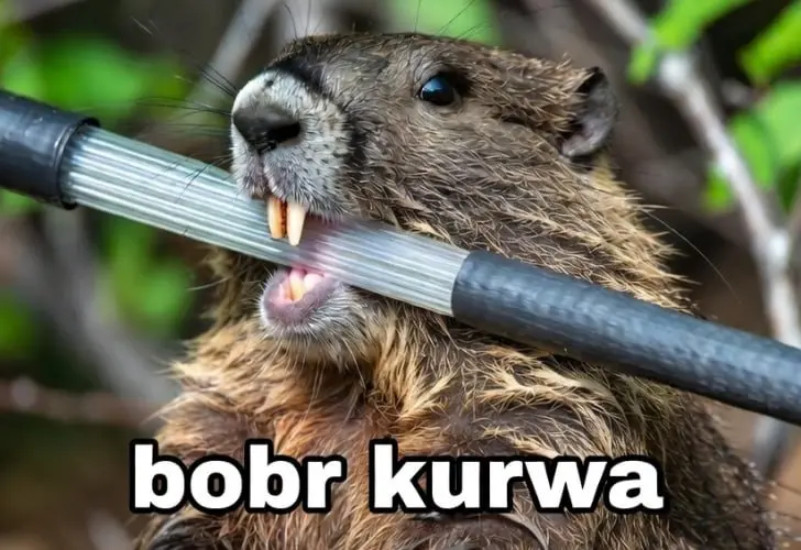 ⏺Бобры чуть не оставили 13 тысяч абонентов из Архангельской области без интернета
В канун Нового года бобры повредили магистральный кабель «Ростелекома» в Архангельской области | Сетка — социальная сеть от hh.ru