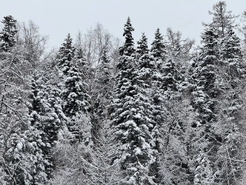 ❄🌲 Первые в этом году гости побывали в «Зимней сказке»
Так называется снегоходный маршрут, который проходит по Лазовскому участку Кроноцкого заповедника | Сетка — социальная сеть от hh.ru