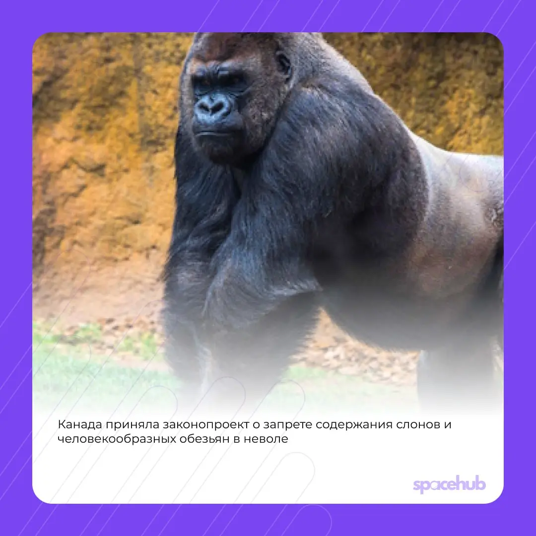Труженики! 🐝
Мы пришли, чтобы внести в вашу ленту хорошие и добрые новости!
Предлагаем вам ненадолго отдохнуть от погони за успешным успехом и закрытия всех задач в таск-трекере и узнать, что хорошего... | Сетка — социальная сеть от hh.ru