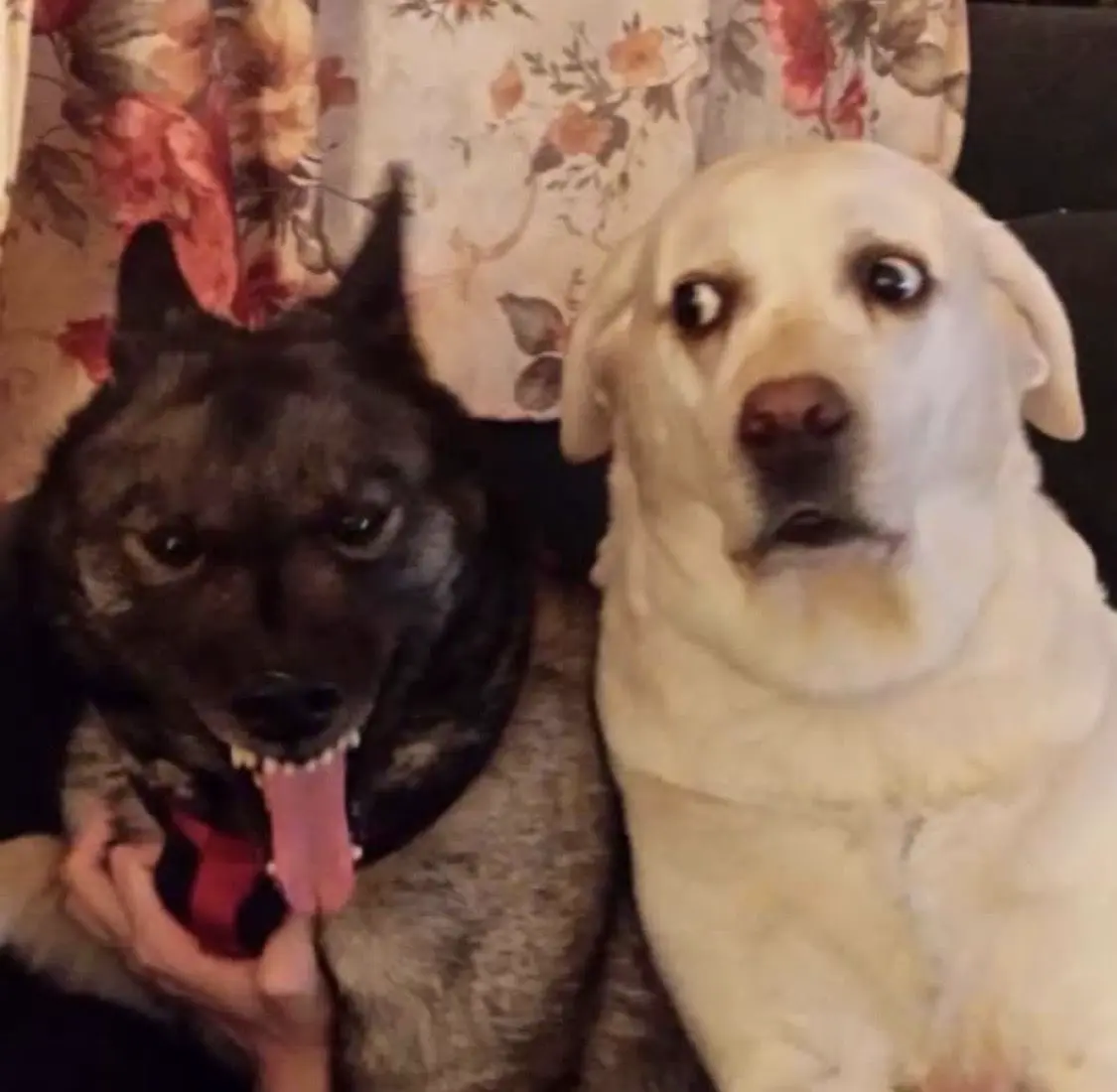 Про двух собак: Перлс что-то знал 🐕🐕 | Сетка — социальная сеть от hh.ru