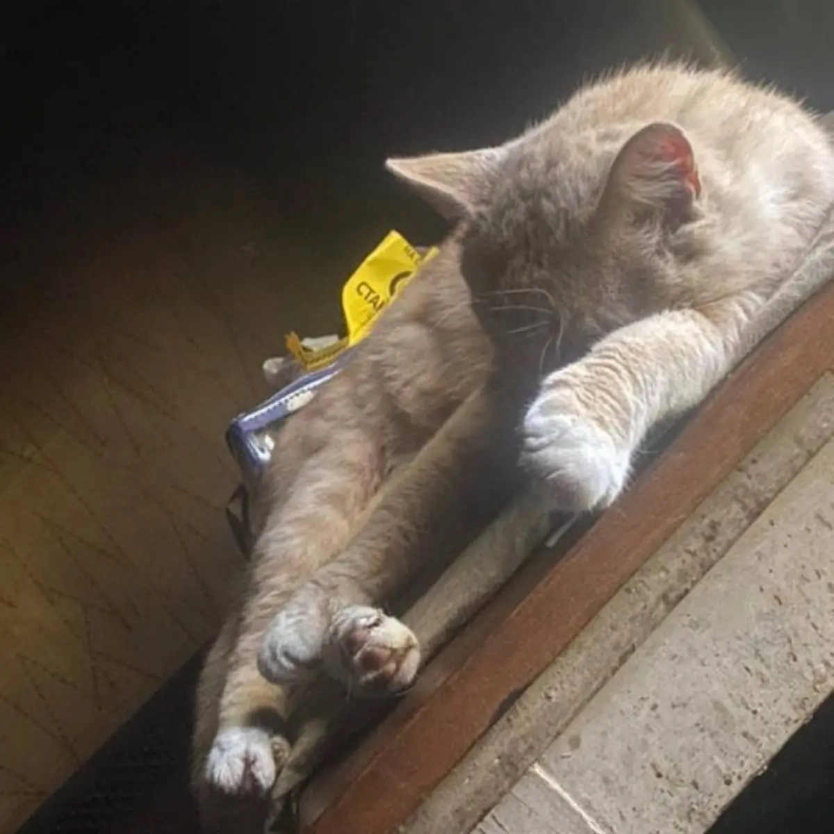 Алла Лея | Сетка — социальная сеть от hh.ru