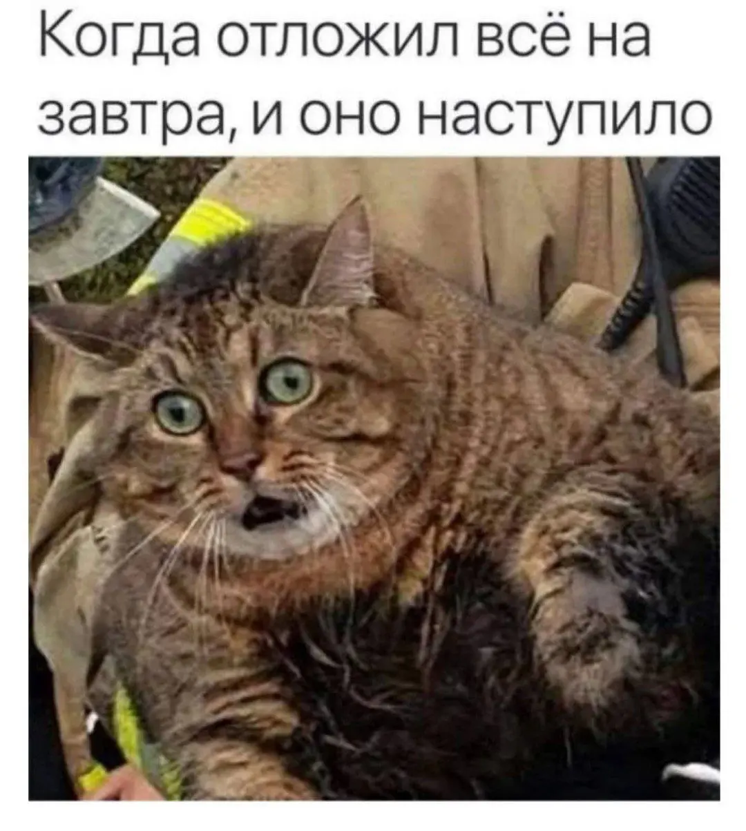 "Такого просто не может быть" 😂😂
#Юмор@poldner #Коты@poldner | Сетка — социальная сеть от hh.ru