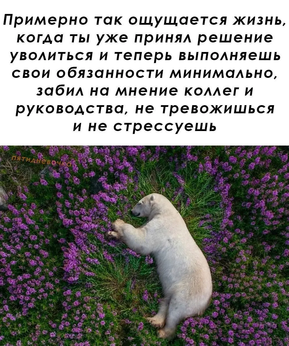 Он выбрал быть счастливым 😂
#Юмор@poldner | Сетка — социальная сеть от hh.ru