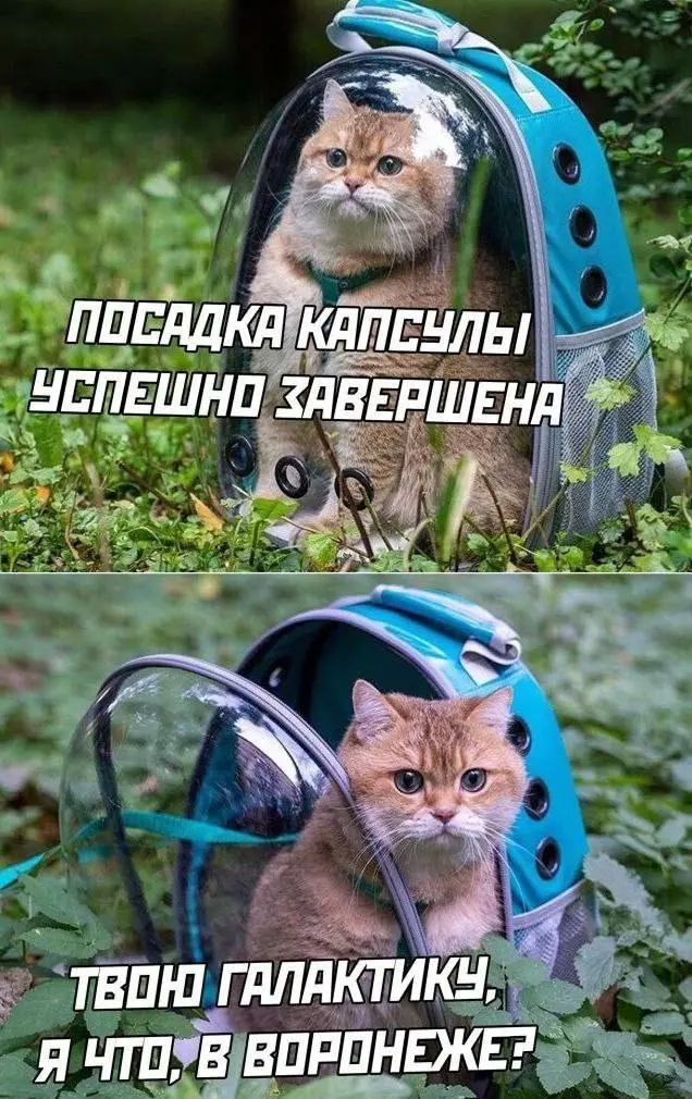 Незапланированное место приземления 😂
#Юмор@poldner #Коты@poldner | Сетка — социальная сеть от hh.ru