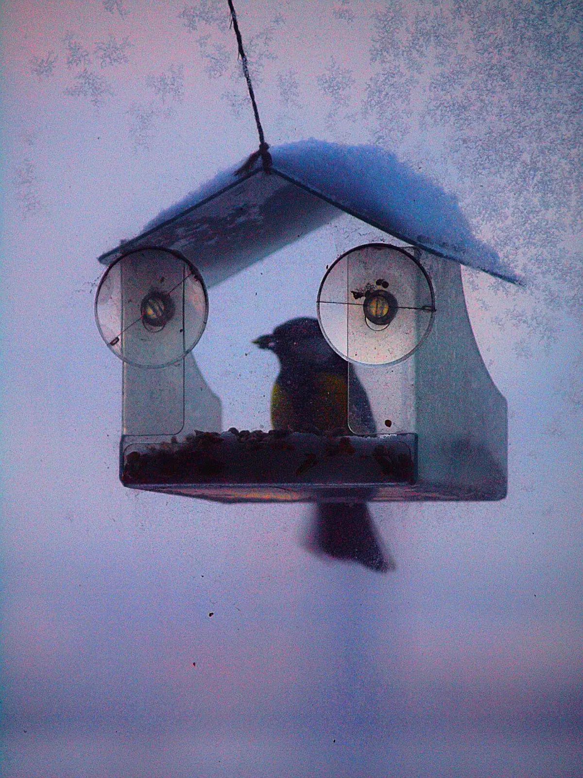 Завтрак в морозное утро. 🐦🌾❄ | Сетка — социальная сеть от hh.ru