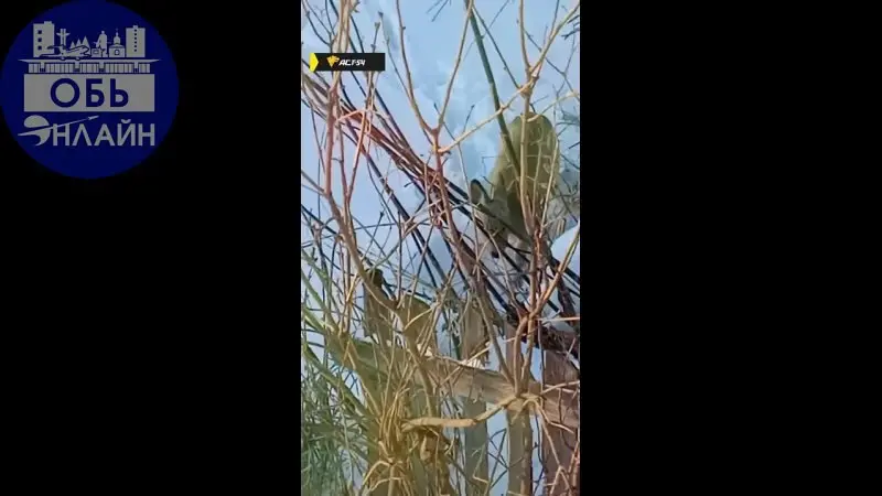 ↗ Косуля наведалась к жительнице села Толмачёво
«Бесстрашная "Серебряное копытце" испробовала все садовые кустики. Любопытная косулька заглянула в окно на Берёзовой улице», — написала автор.
vk | Сетка — социальная сеть от hh.ru