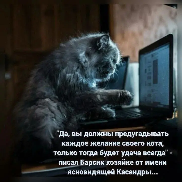 Сам не научишь, никто не научит 😂😂😂
#Юмор@poldner #Коты@poldner | Сетка — социальная сеть от hh.ru