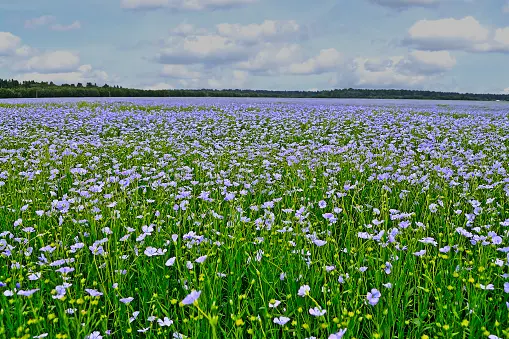 Лён — культура - "мост" между AgroTech, FashionTeсh и PropTe | Сетка — социальная сеть от hh.ru