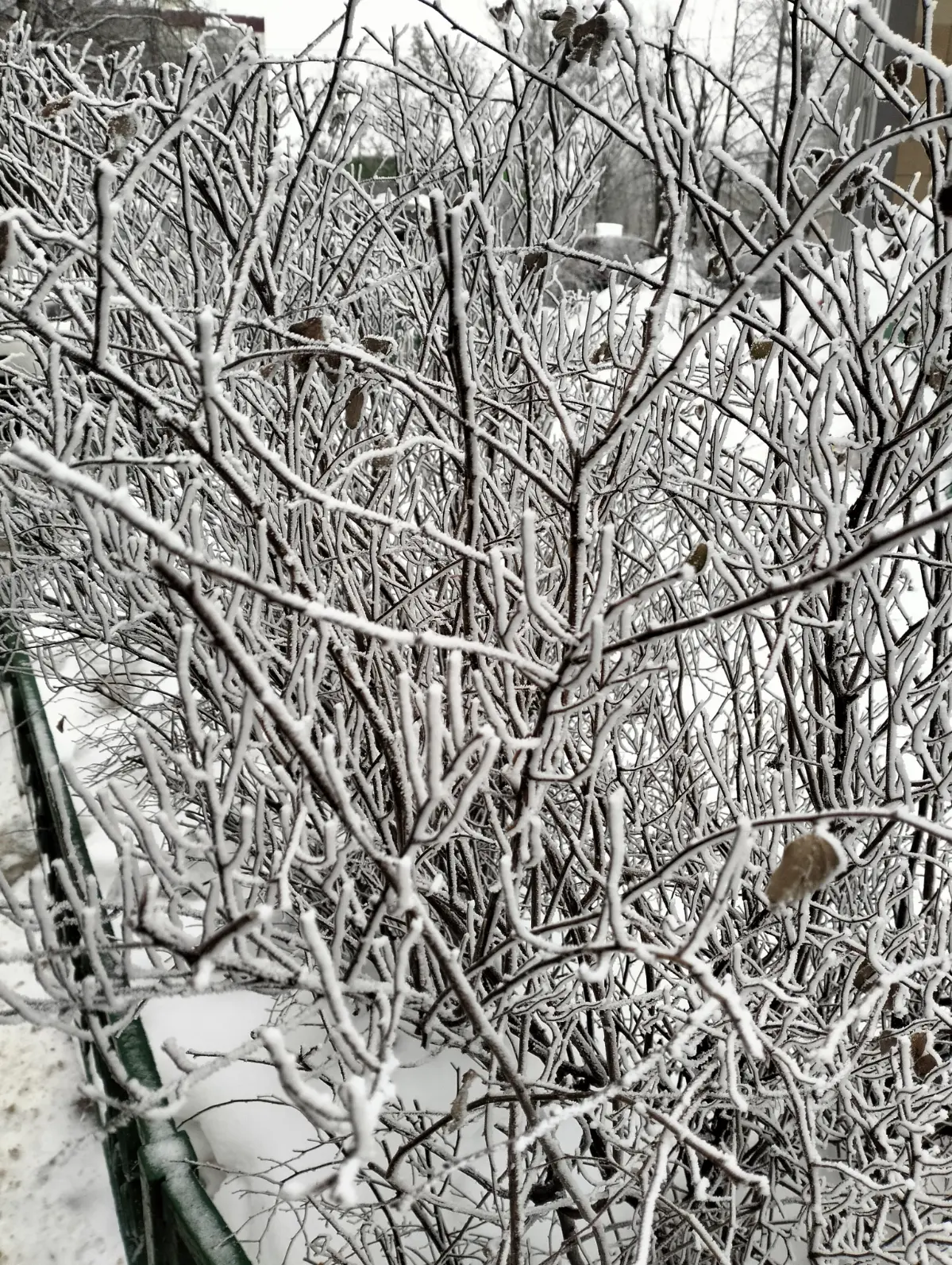 Иней ❄️ | Сетка — социальная сеть от hh.ru