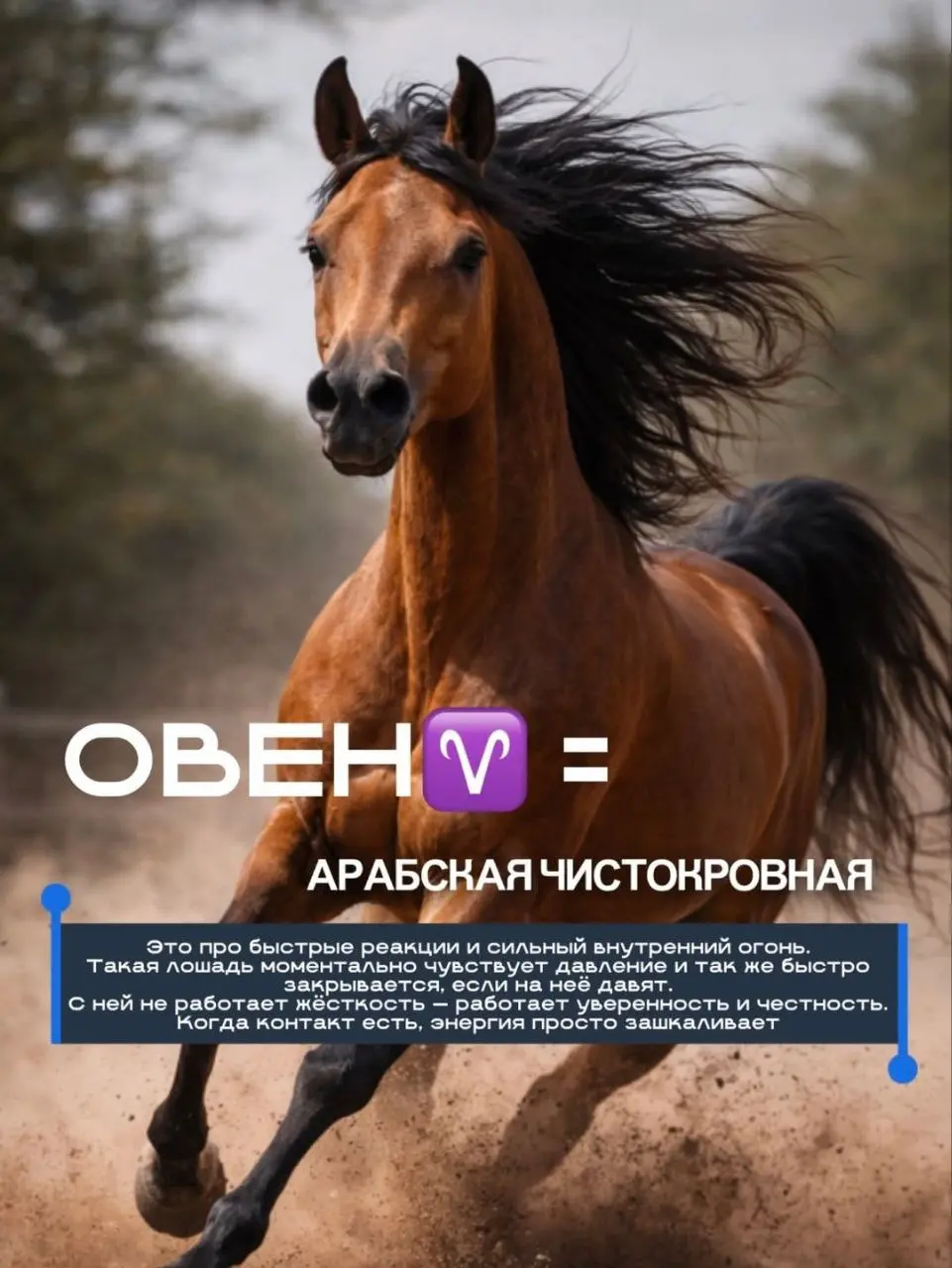 Характер человека и характер лошади часто совпадают.
По чувствительности, реакции, темпу и глубине | Сетка — социальная сеть от hh.ru