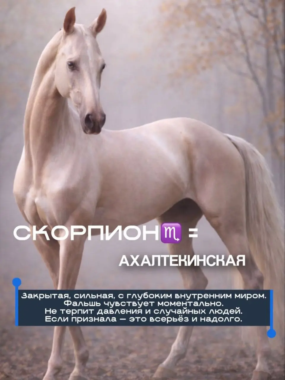 Характер человека и характер лошади часто совпадают.
По чувствительности, реакции, темпу и глубине | Сетка — социальная сеть от hh.ru