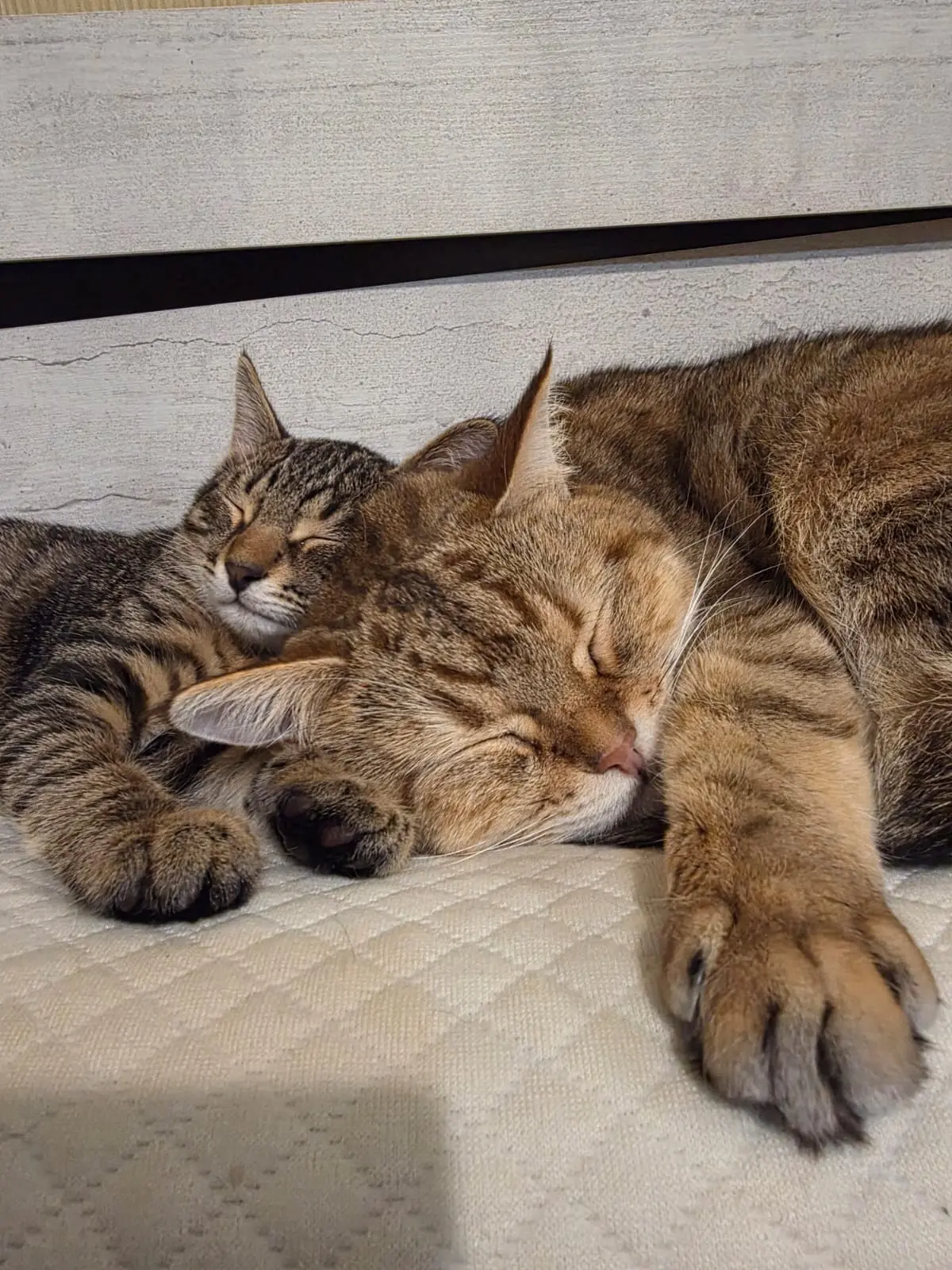 Расходные материалы для зубных техников | Сетка — социальная сеть от hh.ru