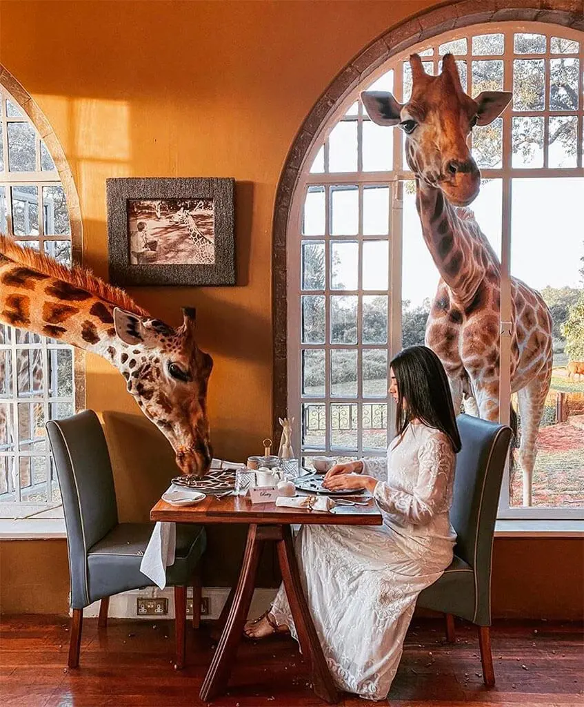 🦒 Здесь утро может начаться с того, что жираф заглянет к вам в окно
Животные свободно гуляют по территории и приходят во время завтрака. Отель расположен рядом с природным заповедником | Сетка — социальная сеть от hh.ru
