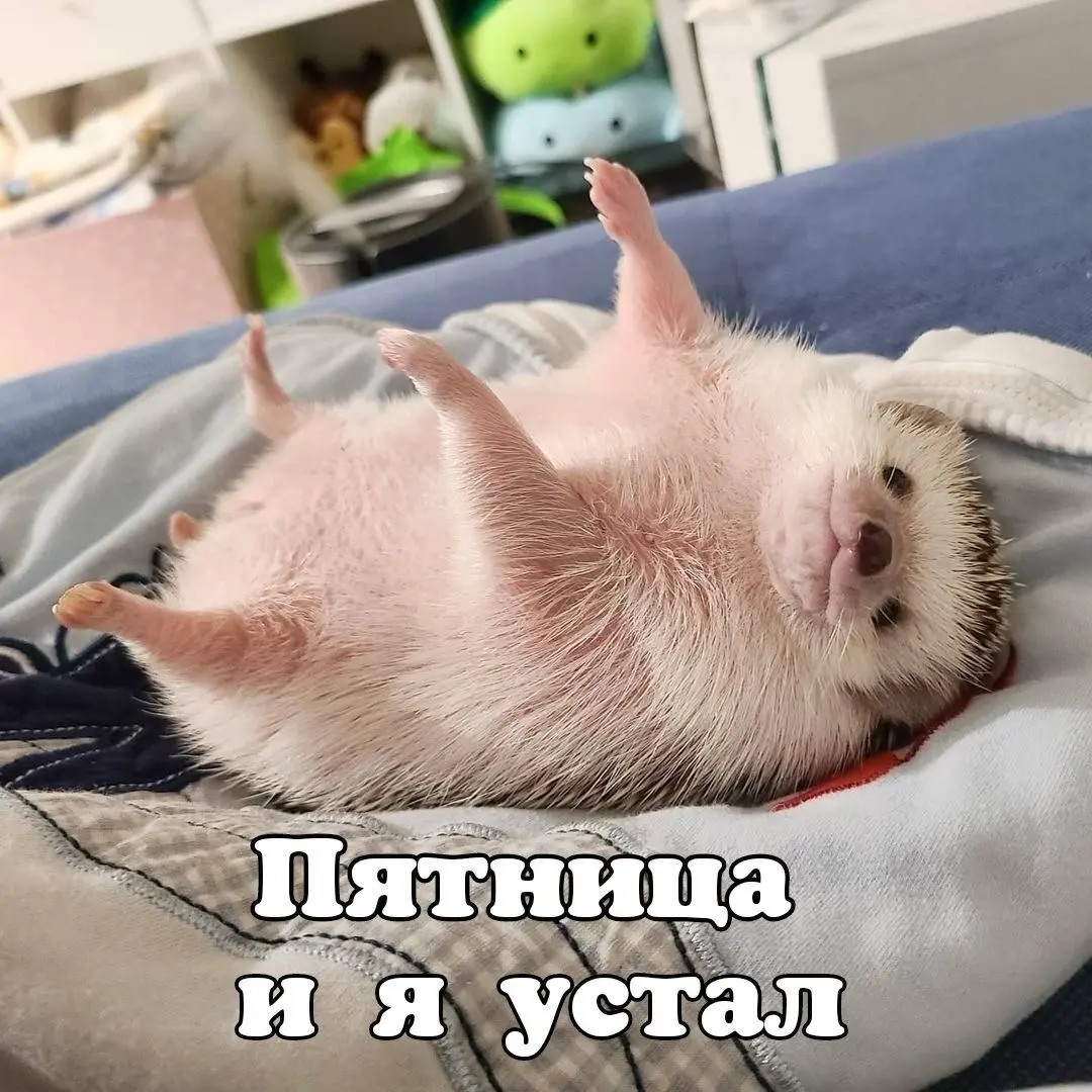 Пятница - это когда поиск работы всё ещё идёт | Сетка — социальная сеть от hh.ru