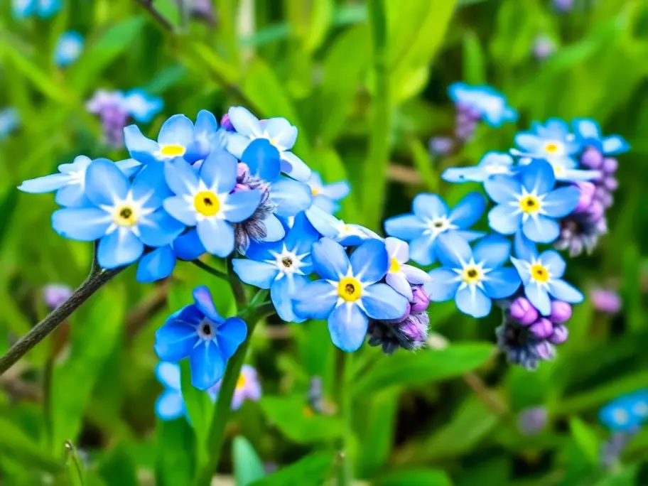 🧚‍ДОБРО ПОЖАЛОВАТЬ В МОЙ САД СПОКОЙСТВИЯ, МОИ ДОРОГИЕ! 🧚‍♀ | Сетка — социальная сеть от hh.ru