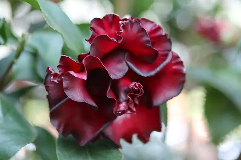 В Тайбэе заканчивают работу Taipei Camellia Show — совершенно чудесный праздник камелий, у значительной части которых как раз сейчас период цветения.. | Сетка — социальная сеть от hh.ru