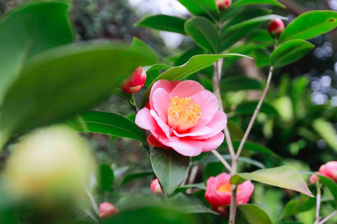 В Тайбэе заканчивают работу Taipei Camellia Show — совершенно чудесный праздник камелий, у значительной части которых как раз сейчас период цветения.. | Сетка — социальная сеть от hh.ru