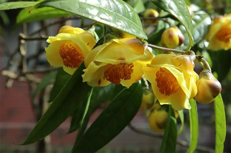 В Тайбэе заканчивают работу Taipei Camellia Show — совершенно чудесный праздник камелий, у значительной части которых как раз сейчас период цветения.. | Сетка — социальная сеть от hh.ru