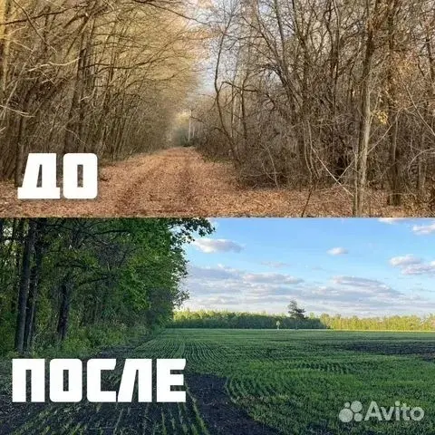 Расчистка территорий от деревьев и пней от 1 Га | Сетка — социальная сеть от hh.ru