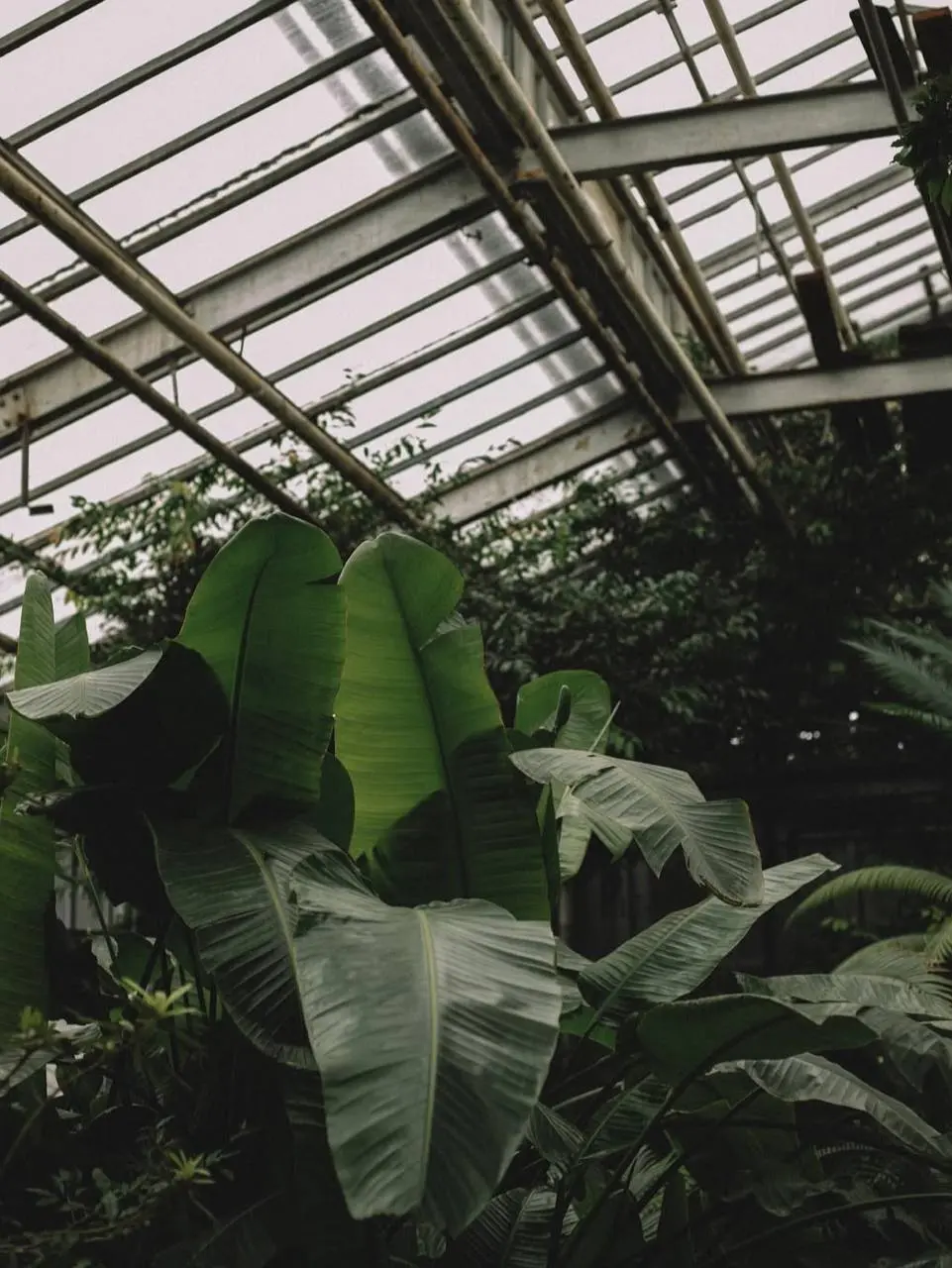 🌱Старая фондовая оранжерея
В Старой Фондовой оранжерее можно увидеть около 7000 видов растений — от сахарного тростника и банановых пальм до папайи и других экзотов | Сетка — социальная сеть от hh.ru