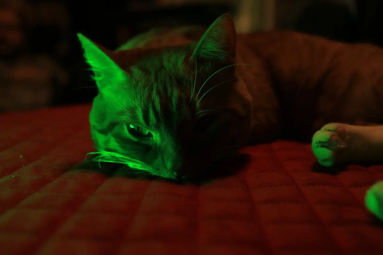 Пробовала rgb освещение на коте.
Модель была не очень довольна, но пришлось терпеть😁 | Сетка — социальная сеть от hh.ru