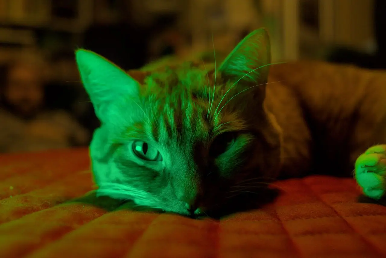 Пробовала rgb освещение на коте.
Модель была не очень довольна, но пришлось терпеть😁 | Сетка — социальная сеть от hh.ru
