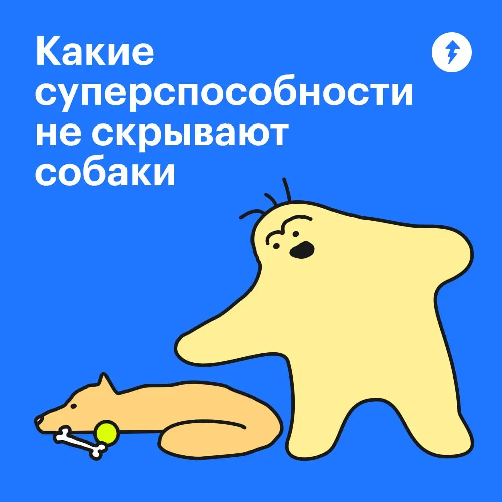 😂 : Крекер, где ты был?
🐕💭: 🦸💥🦹
➡️ Курс по подготовке хвостатых супергероев
#собаковедение | Сетка — социальная сеть от hh.ru