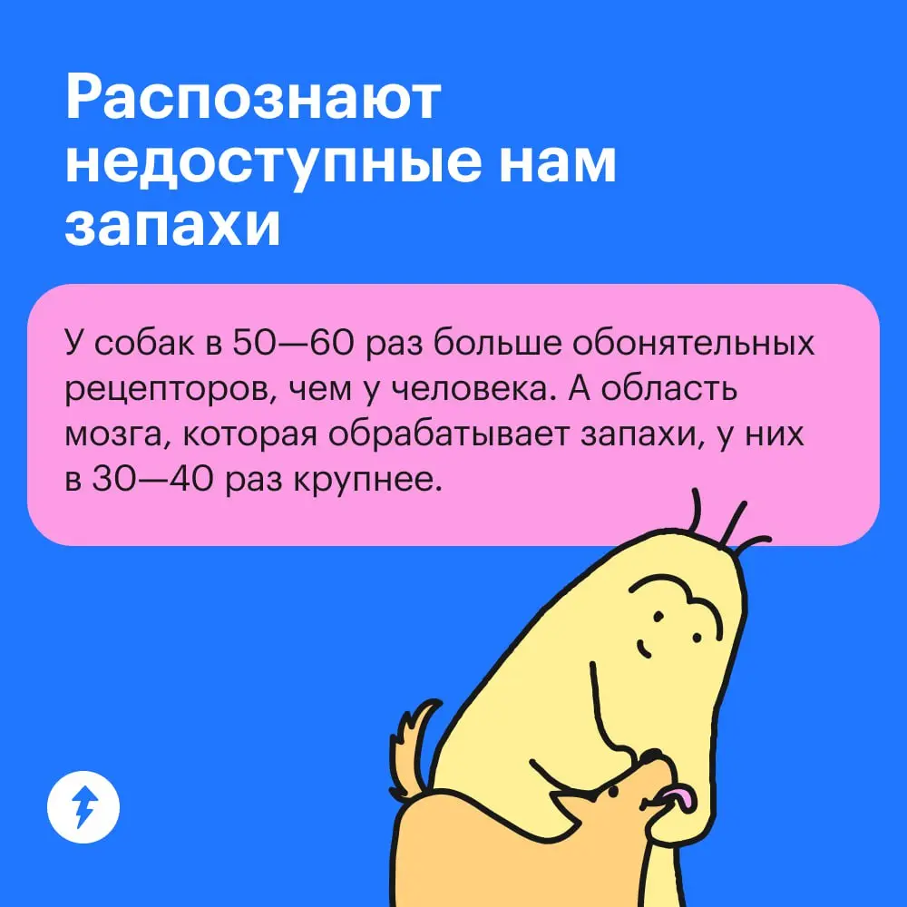 😂 : Крекер, где ты был?
🐕💭: 🦸💥🦹
➡️ Курс по подготовке хвостатых супергероев
#собаковедение | Сетка — социальная сеть от hh.ru