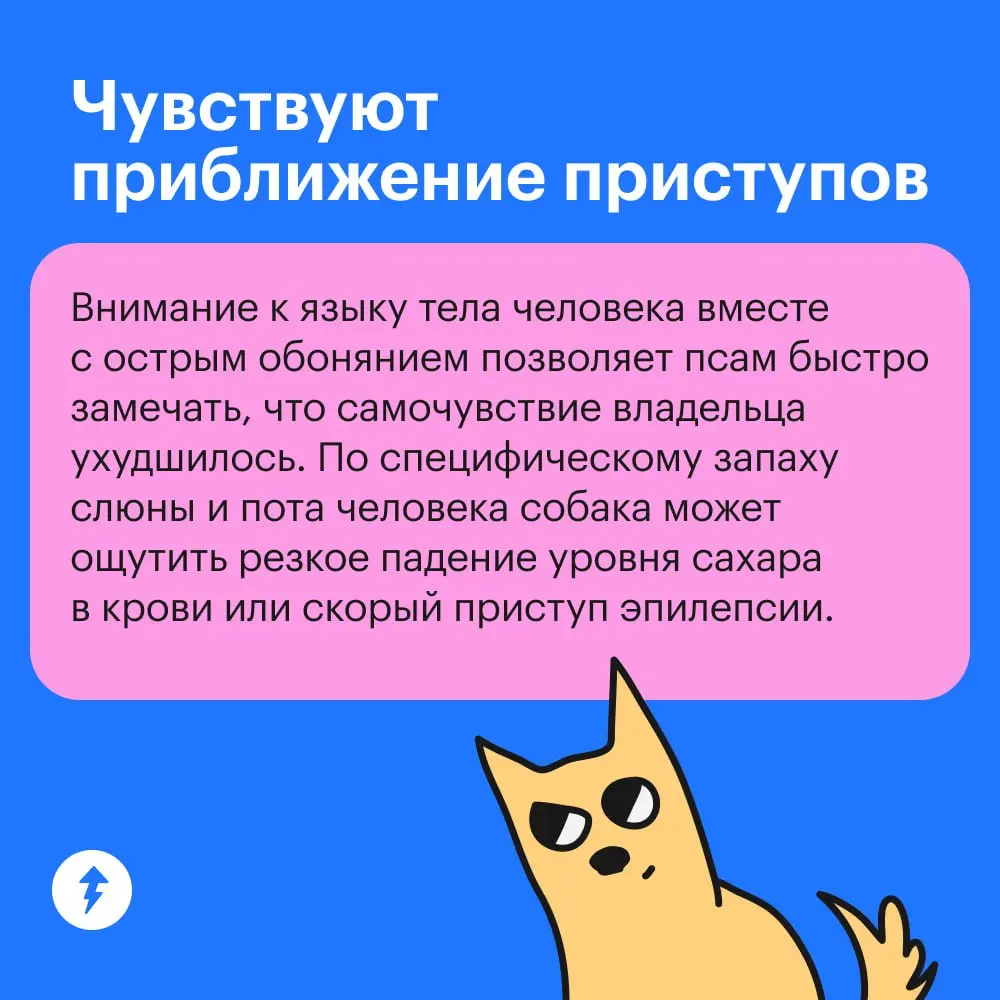 😂 : Крекер, где ты был?
🐕💭: 🦸💥🦹
➡️ Курс по подготовке хвостатых супергероев
#собаковедение | Сетка — социальная сеть от hh.ru